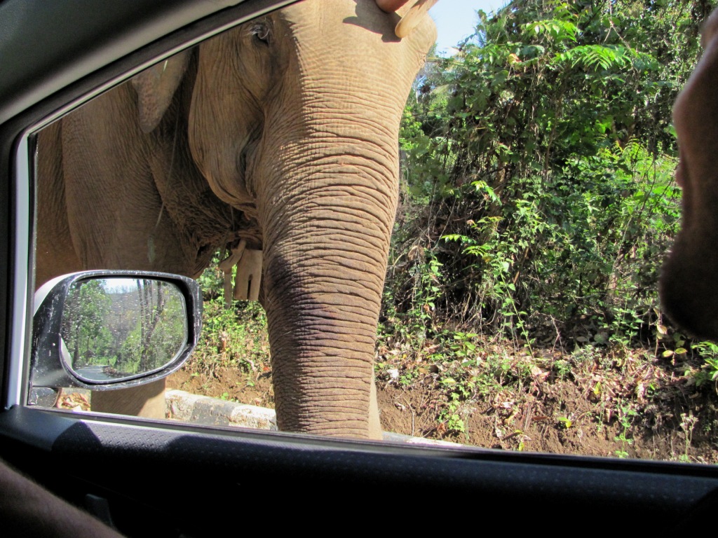 788_cestou na long neck